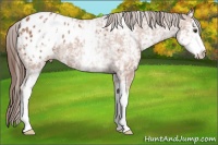 Horse Color:White Spotted Bay Appaloosa Rabicano 