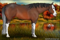 Horse Color:Bay Sabino Splash 