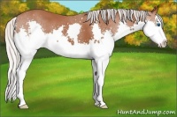 Horse Color:Silver Bay Splash 
