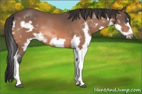 Horse Color:Bay Splash Frame