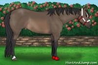 Horse Color:Brown Dun Sabino Rabicano 