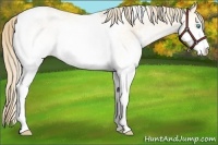 Horse Color:White Spotted Perlino Tobiano 
