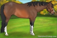Horse Color:Bay 