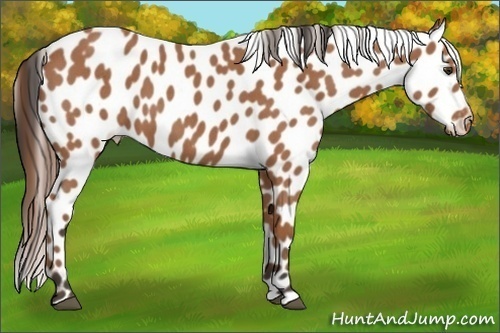 Horse Color:Bay Roan Leopard 