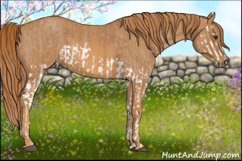 Horse Color: Red Dun Splash  Brindle