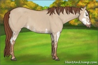 Horse Color:Red Dun Splash Brindle
