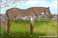 Horse Color:Liver Red Dun Splash  Brindle