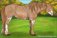 Horse Color:Red Dun Splash  Brindle