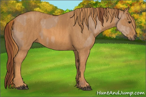 Horse Color: Red Dun Splash  Brindle