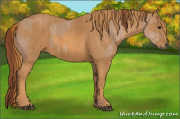Horse Color:Red Dun Splash Brindle