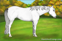 Horse Color:Gray White Spotted Bay Splash 