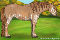 Horse Color:Red Dun Splash  Brindle
