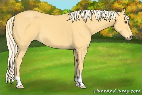 Horse Color: Palomino 