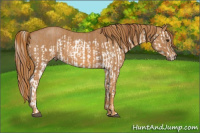 Horse Color:Red Dun Splash Brindle