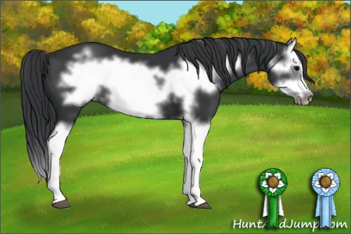 Horse Color: Black Splash Frame 