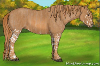 Horse Color:Red Dun Splash  Brindle