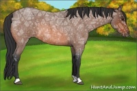 Horse Color:Bay Ice Roan 