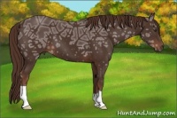 Horse Color:Liver Chestnut Ice 