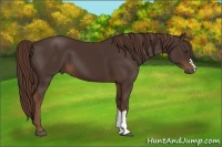 Horse Color:Liver Chestnut 