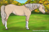 Horse Color:Silver Bay Dun