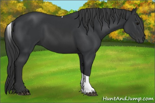 Horse Color: Black Tobiano 