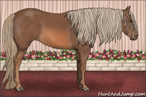 Horse Color: Chestnut 
