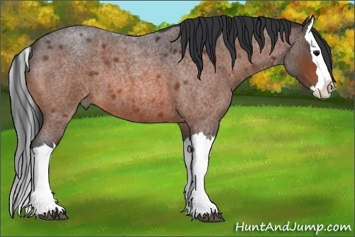 Horse Color:Bay Roan Splash 