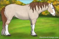 Horse Color:Red Dun Roan Splash Rabicano 