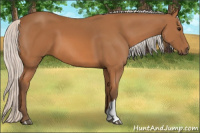 Horse Color:Silver Bay 