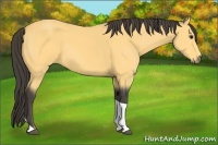 Horse Color:Buckskin Sabino Tobiano 