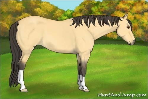 Horse Color: Buckskin Dun 