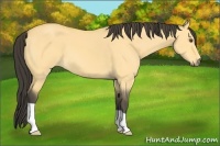 Horse Color:Buckskin Dun 