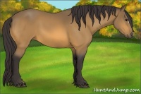 Horse Color:Buckskin 