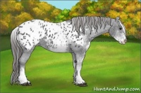 Horse Color:White Spotted Black Blanket 
