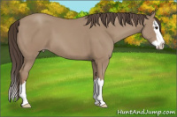 Horse Color:Classic Champagne Splash 