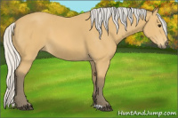 Horse Color:Silver Buckskin 