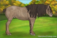 Horse Color:Classic Champagne
