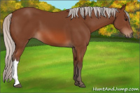 Horse Color:Silver Bay 