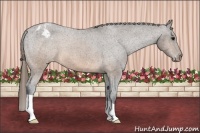 Horse Color:Brown Appaloosa 