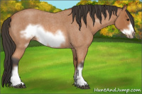 Horse Color:Bay Roan Frame