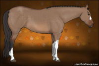 Horse Color:Bay Dun