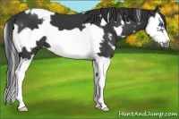 Horse Color:White Spotted Black Splash Frame 