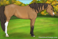 Horse Color:Buckskin 