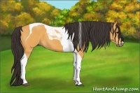 Horse Color:Buckskin Tobiano