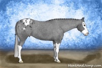 Horse Color:Black Splash Appaloosa 