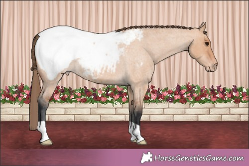 Horse Color:Bay Roan Dun Snowcap 