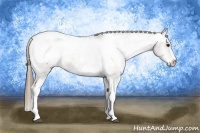 Horse Color:White Spotted Grullo Tobiano Appaloosa 