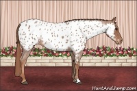 Horse Color:Red Roan Near Leopard 