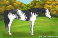 Horse Color:White Spotted Black 