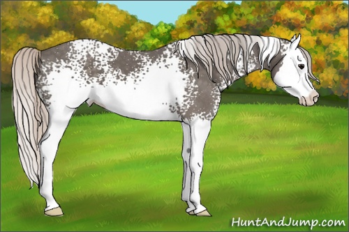 Horse Color: White Spotted Silver Black Splash 